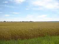 Alberta wheat fields